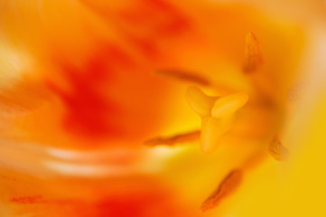 close-up tulip flower