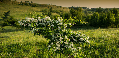 Amazing spring landscape and a flowering hawthorn tree © APHOTOSTUDIO