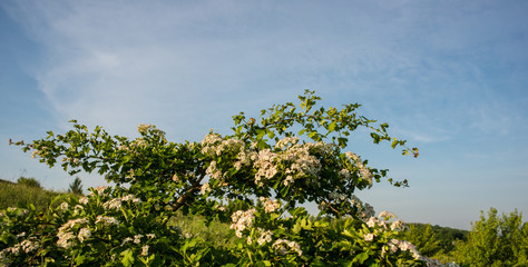 Fototapeta premium Amazing spring landscape and a flowering hawthorn tree