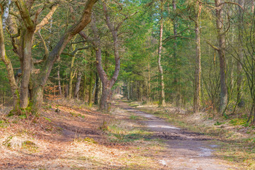 Forest in sunlight in winter
