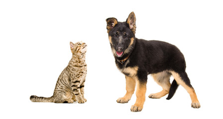 Portrait of a cat Scottish Straight and  German Shepherd puppy