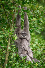 Silvery gibbon (Hylobates moloch) with a newborn