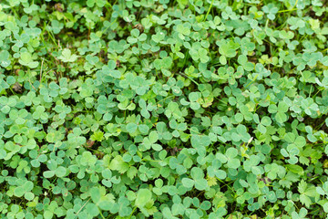 Obraz premium Green clover covering ground on lawn in garden. Shamrock pattern. Natural green grass carpet texture.