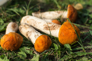 A set of red cap boletuses on green grass background. Edible funguses Leccinum Aurantiacum with orange caps, collected in forest on ground.