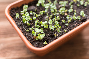 Macro image of potted seedling growing in plastic container close up on wooden table bokeh background.