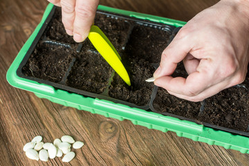Close up view of hands of gardener, seeding plants in a pot using green scoop.