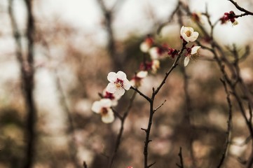 Plum Blossom