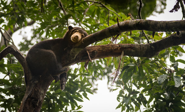 Malayan sun bear looking moody and tired, Sepilok, Borneo, Malaysia