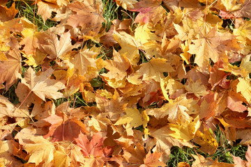sunny golden autumn/ Carpet of many leaves fallen on a green grass top view