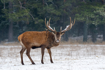 Portrait of a noble red deer, while looking at you in winter time. Wild buck deer with large antlered in the snow. A bulk elk, with a full set of antlers, Belarus, Vitebsk region.