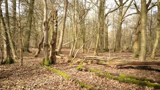 Autumnal English forest; forward drone movement