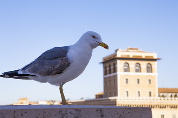 Gull on the  historical center of Rome