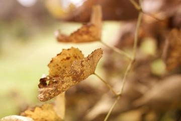 leaves against the sunlight