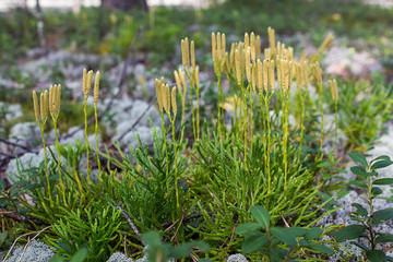 Stiff clubmoss (Lycopodium annotinum) in summer