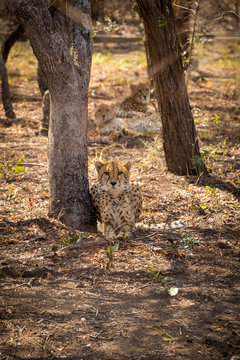 Three Cheetahs Lying underneath Trees, South Africa