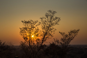 Fototapeta na wymiar Sunset in behind Tree, South Africa, Africa