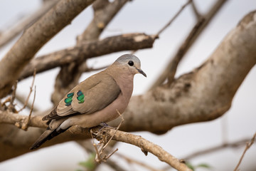 Emerald-Spotted Wood Dove (Turtur chalcospilos) Sitting on a Branch, South Africa, Kruger Park