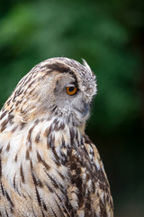 Close up of Eagle Owl with Orange Eyes (Bubo Bubo), Germany