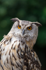 Close up of Eagle Owl with Orange Eyes (Bubo Bubo), Germany