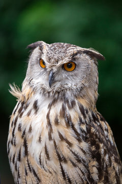Close up of Eagle Owl with Orange Eyes (Bubo Bubo), Germany