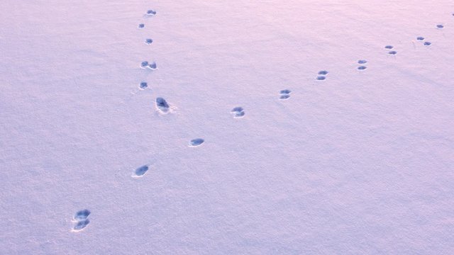 Animal tracks crossing animation