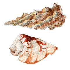 Set of watercolor shells