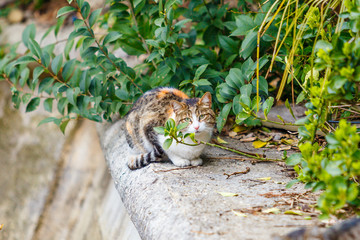 cat sitting in the garden.  Cat outdoors