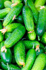Fresh green cucumber. Cucumber background
