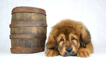 Mastiff Tybetański leży obok beczki © DesignArt.pl