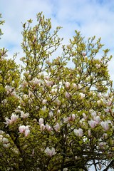 Viele Magnolien Blüten auf einem  Baum  ( Magnoliaceae )