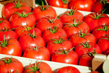 fresh tomatoes. tomatoes background. Group of tomatoes