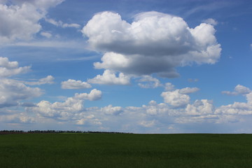 Fototapeta premium Agriculture landscape