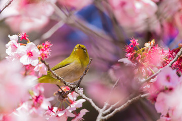 The Japanese White eye.The background is winter cherry blossoms. Located in Tokyo Prefecture Japan.