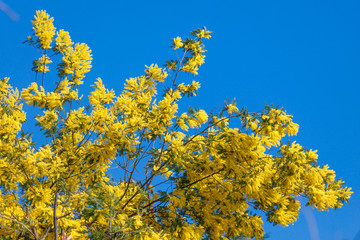 Mimosa flowers. Acacia Dealbata Mimosa. Mimosa Flowers on Blue Sky