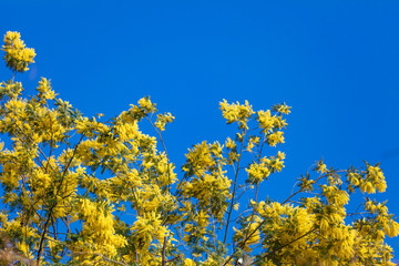 Mimosa flowers. Acacia Dealbata Mimosa. Mimosa Flowers on Blue Sky