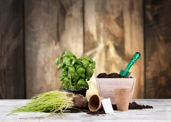 Poster Garden tolls and spring seedling isolated on white background. Rubber, narcis and tulips. © verca