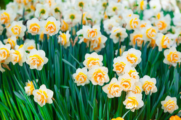 Narcissus flowers in garden. Beautiful Spring Flowers