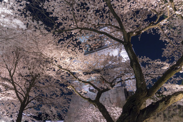 金沢城公園　内堀の夜桜
