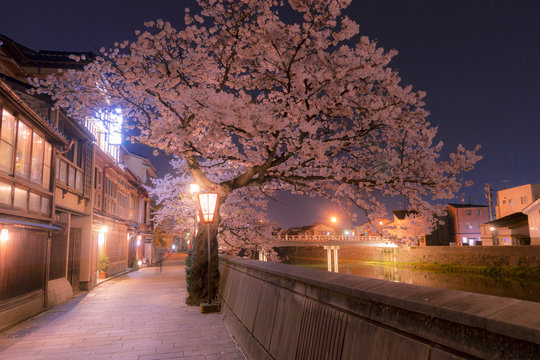金沢　主計町茶屋街の夜桜