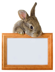 gray rabbit with wooden frame