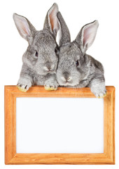 two small gray rabbits with wooden frame