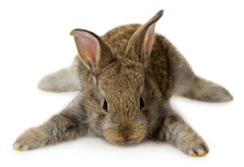 lying little gray rabbit - 140777244