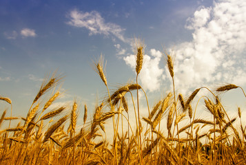 field with ripe wheat