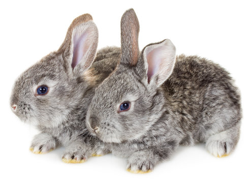 two little gray rabbits
