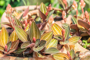 Ornamental plants, Jewel Orchid-Ludisia discolor.