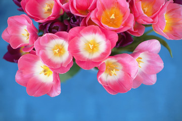 Pink tulips flower isolated on blue background. A greetings card.