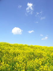 青空と菜の花咲く土手風景