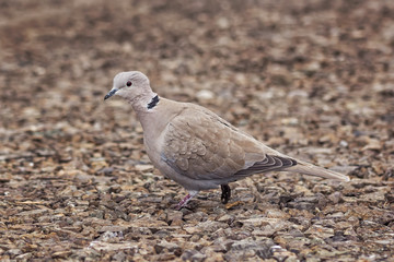 Wild Eurasian collared dove bird Streptopelia decaocto walking along the park in Burgas, Bulgaria