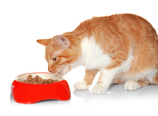 Foxy cat eating food from bowl on white background