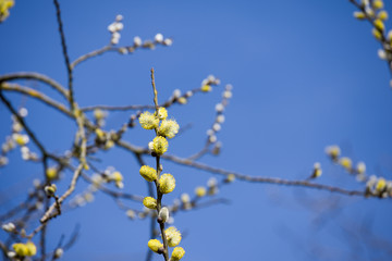 Flowered willow tree branches and blue sky